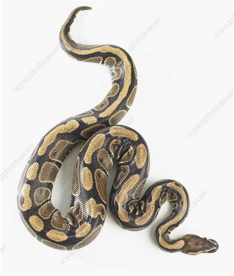 Royal python - Stock Image - C051/4383 - Science Photo Library