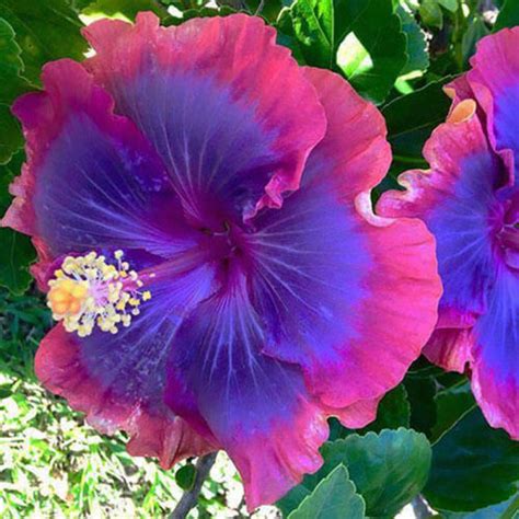 Гибискус древовидный фиолетовый | Купить Гибискусы древовидные по ...