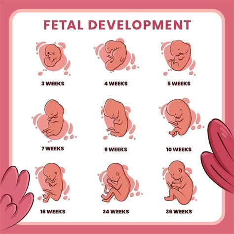 stages  twin pregnancy week  week
