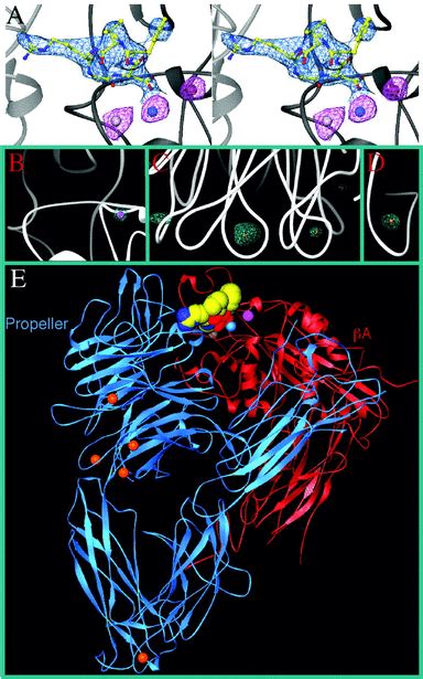 Crystal Structure Of The Extracellular Segment Of Integrin V In