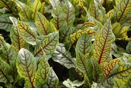 Декоративный щавель: описание, сорта, вредители