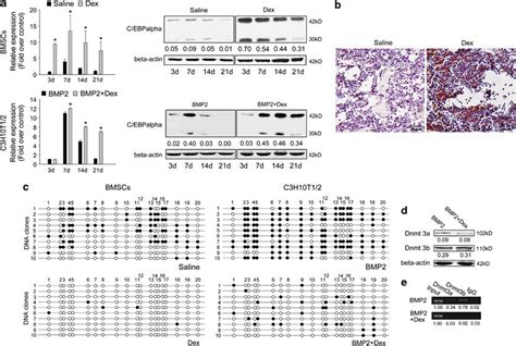 Dex Upregulates C Ebpalpha During Osteoblastogenesis By Inhibiting Dna