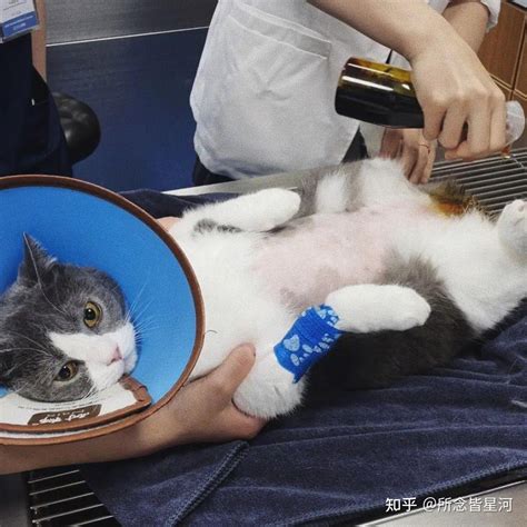 猫咪尿闭医院避坑一定要看！ 知乎