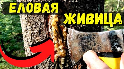 ЕЛОВАЯ ЖИВИЦА - КАК и ЗАЧЕМ её добывают #46 - YouTube