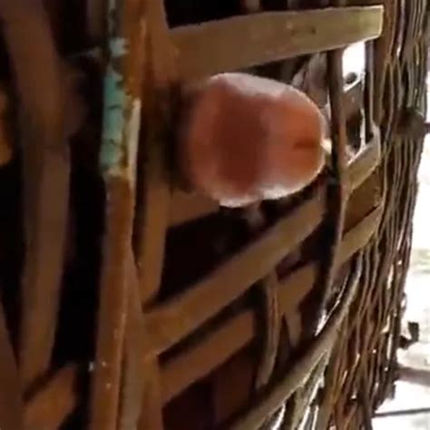 Top Gay Amateur Porn Video Creators Of Homemade Sex 10 XHamster