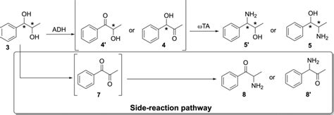 Possible Pathways And Products For The One‐pot Multi‐enzyme Cascade