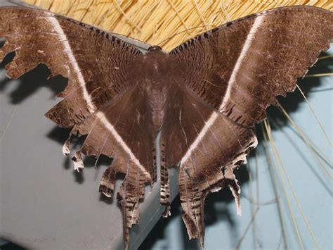 Tropical Swallowtail Moth Lyssa Zampa Sumatra Indonesia