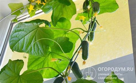 Как вырастить огурцы на балконе в домашних условиях: пошагово для ...