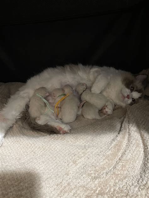Ragdoll kittens — Rose City Felines