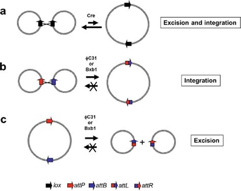 2 Ssr System Mediated Dna Integration And Excision A Bidirectional