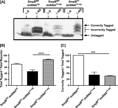 Hybrid Smpb Rescues The Activity Defect Of The Hybrid Tmrna Ft H6 A