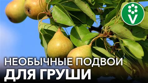 ГРУШИ БУДУТ ПЛОДОНОСИТЬ ДАЖЕ НА БОЛОТЕ И В СУРОВОМ КЛИМАТЕ, если ...