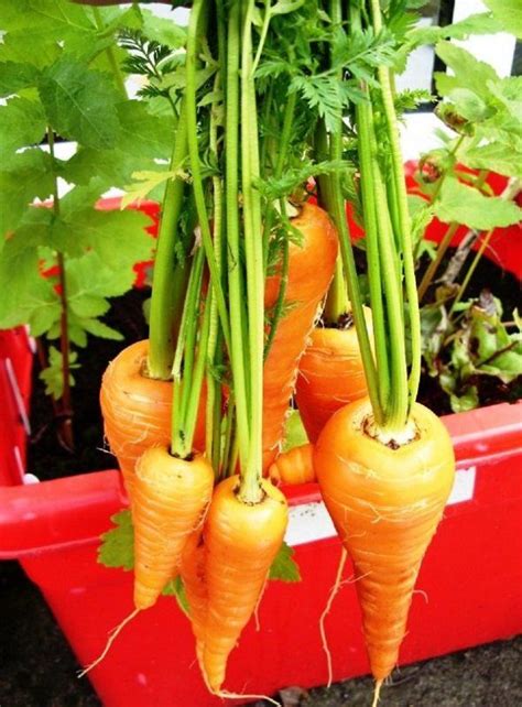 20 Fruits And Vegetables You Can Grow In Pots Growing Carrots