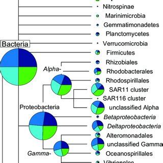 Taxonomic Distribution Of Bacteria And Archaea Assigned To