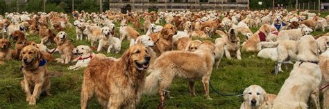 Cumcat Fluff Gay On Bluesky