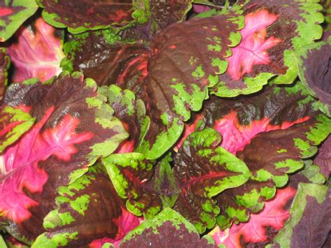 Kong Rose Coleus - Plant Library - Pahl's Market - Apple Valley, MN