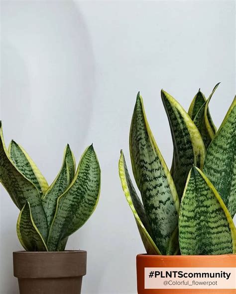 Shop Sansevieria Futura Superba M (Vrouwentong) online | PLNTS.com
