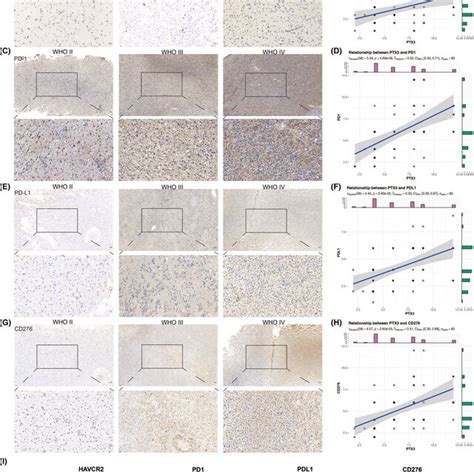 ihc staining  classical immune checkpoints  representative