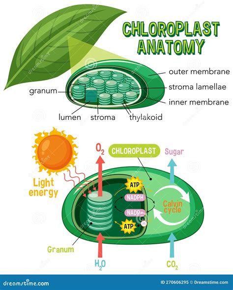 Diagram Of Chloroplast Anatomy For Biology And Life Science Education