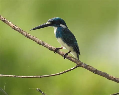 Cerulean Kingfisher Facts Diet Habitat And Pictures On Animaliabio