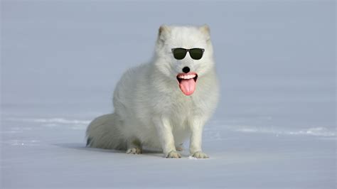 15 Best Interesting Arctic Fox Facts Beano