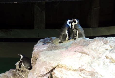 Small penguins in New England aquarium | New england aquarium, Smallest ...