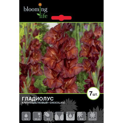 Гладиолус шоколадный заяц (77 фото)