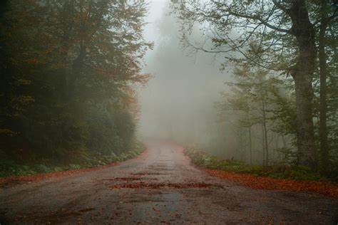 Photo of Foggy Road Between Trees · Free Stock Photo