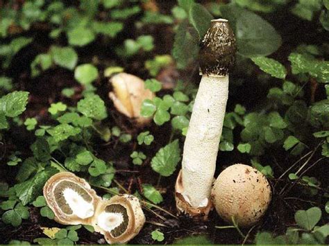 Гриб веселка — фото, описание, лечебные свойства и вред - Здоровье и ...