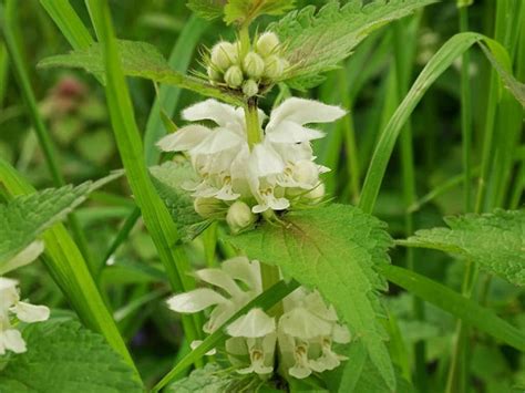 Ortiga Blanca Lamium Album