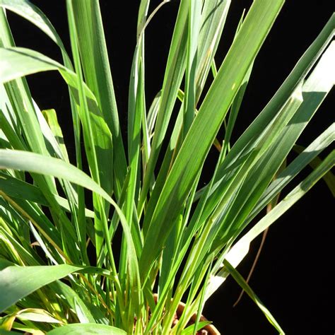 Calamagrostis Nutkaensis Cactus Jungle