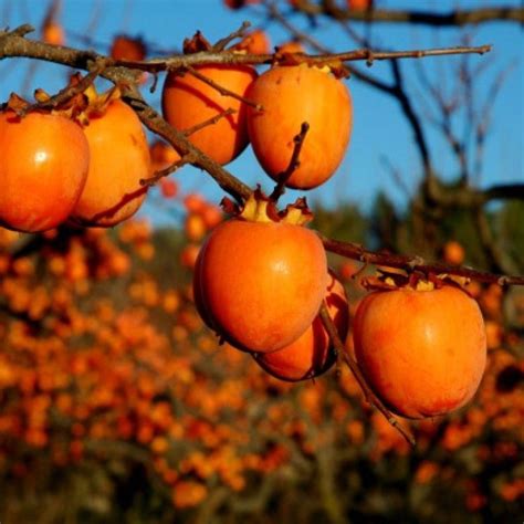 Persimmon Tree Hachiya Restoring Eden