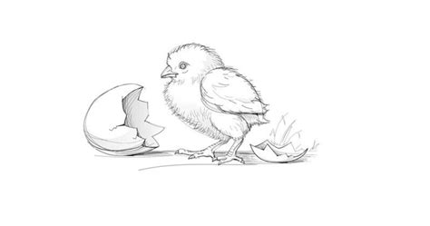 How To Draw A Cute Chick With A Pencil Step By Step Drawing Tutorial