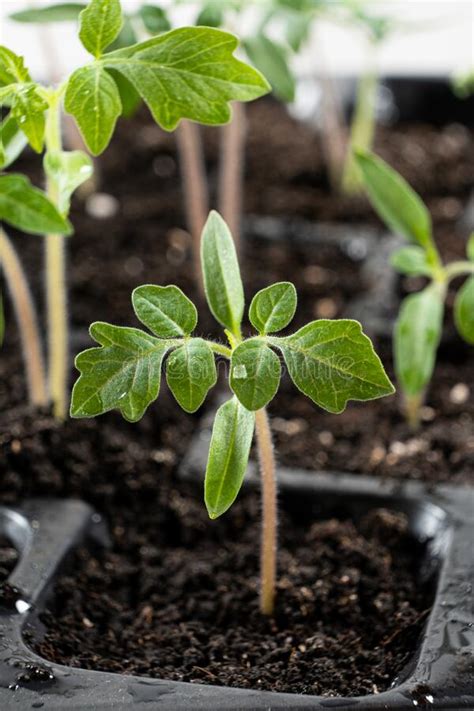 Growing Tomatoes From Seeds Step By Step Step The Sprouts Have