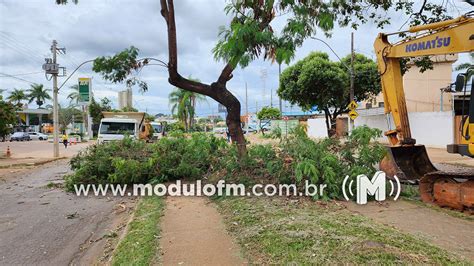 Prefeitura retoma corte de árvores na Avenida Dom José André Coimbra