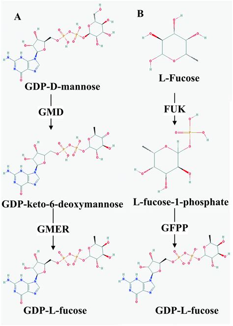 Production of GDP- l -fucose from exogenous fucose through the salvage ...