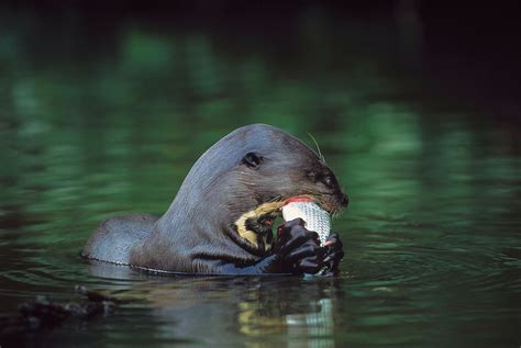 Giant Otter — International Otter Survival Fund