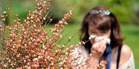 Pollens de graminées la quasi totalité de la France en risque élevé