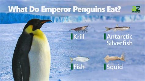 Emperor Penguin - A-Z Animals