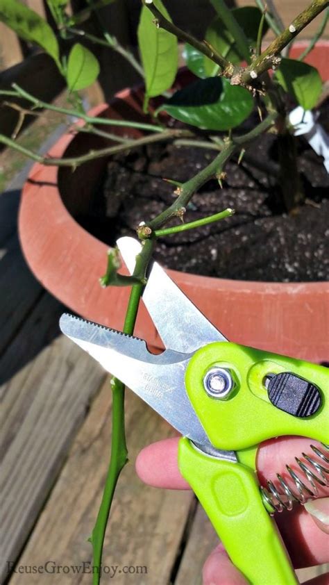 How To Grow Plants From Cuttings Reuse Grow Enjoy
