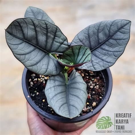 Jual Tanaman Hias Alocasia Macam Macam Jenis Tanaman Hias Alocasia