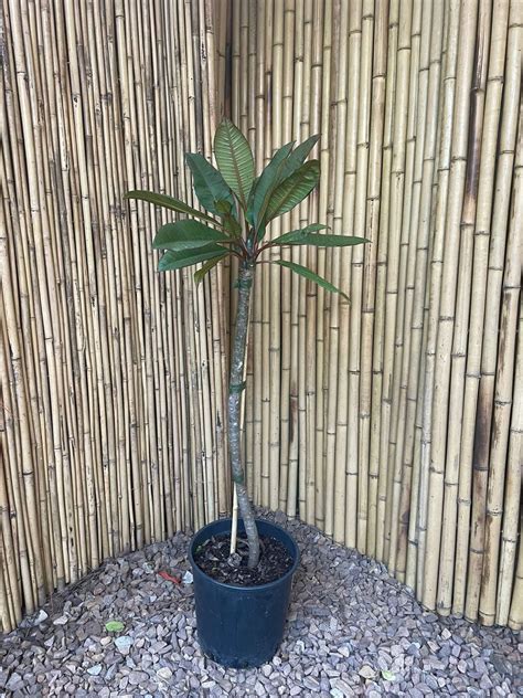 Plumeria Rubra Frangipani