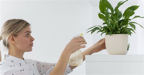 Как использовать перекись для комнатных цветов — советы опытных ...