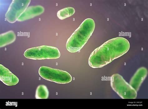 Illustration Of Haemophilus Influenzae Bacteria Known For Causing Respiratory Infections Like