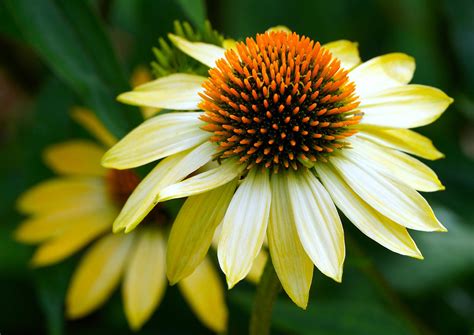 Echinacea Mellow Yellow Coneflower Ferri Seeds