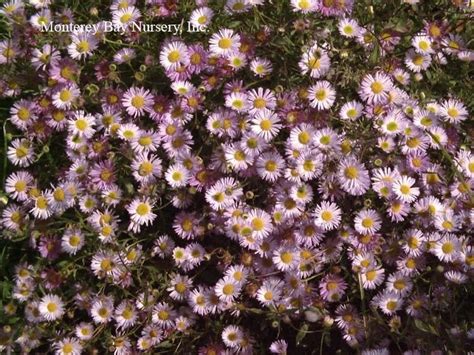 Mbn 1gal Erigeron ‘moerheimii Store The Plant Foundry