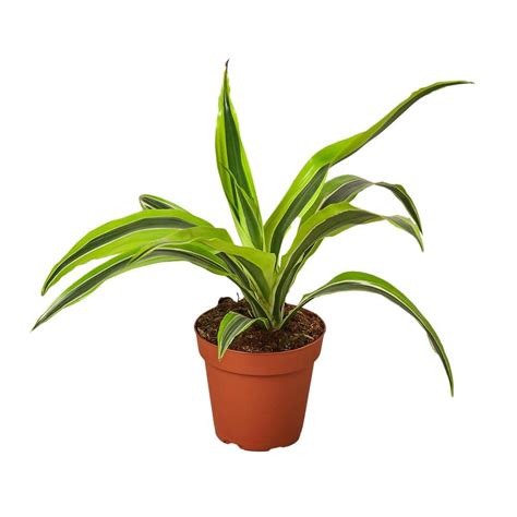 Have A Question About Lemon Surprise Dracaena Deremensis Plant In 4 In