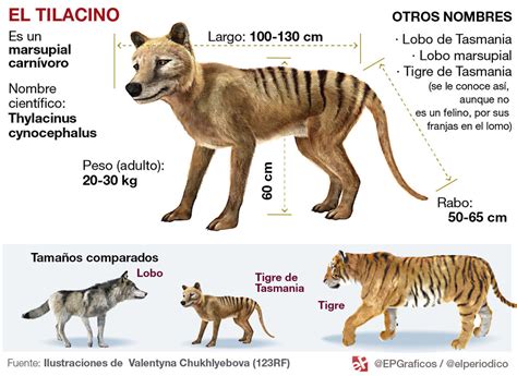 El Regreso Del Tigre De Tasmania