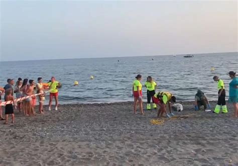 Motril Aparece un delfín muerto en la orilla de Playa Granada Ideal