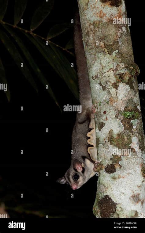 Sugar Glider Petaurus Breviceps Descending A Tree At Night Showing